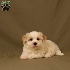 Queen, Maltipoo Puppy